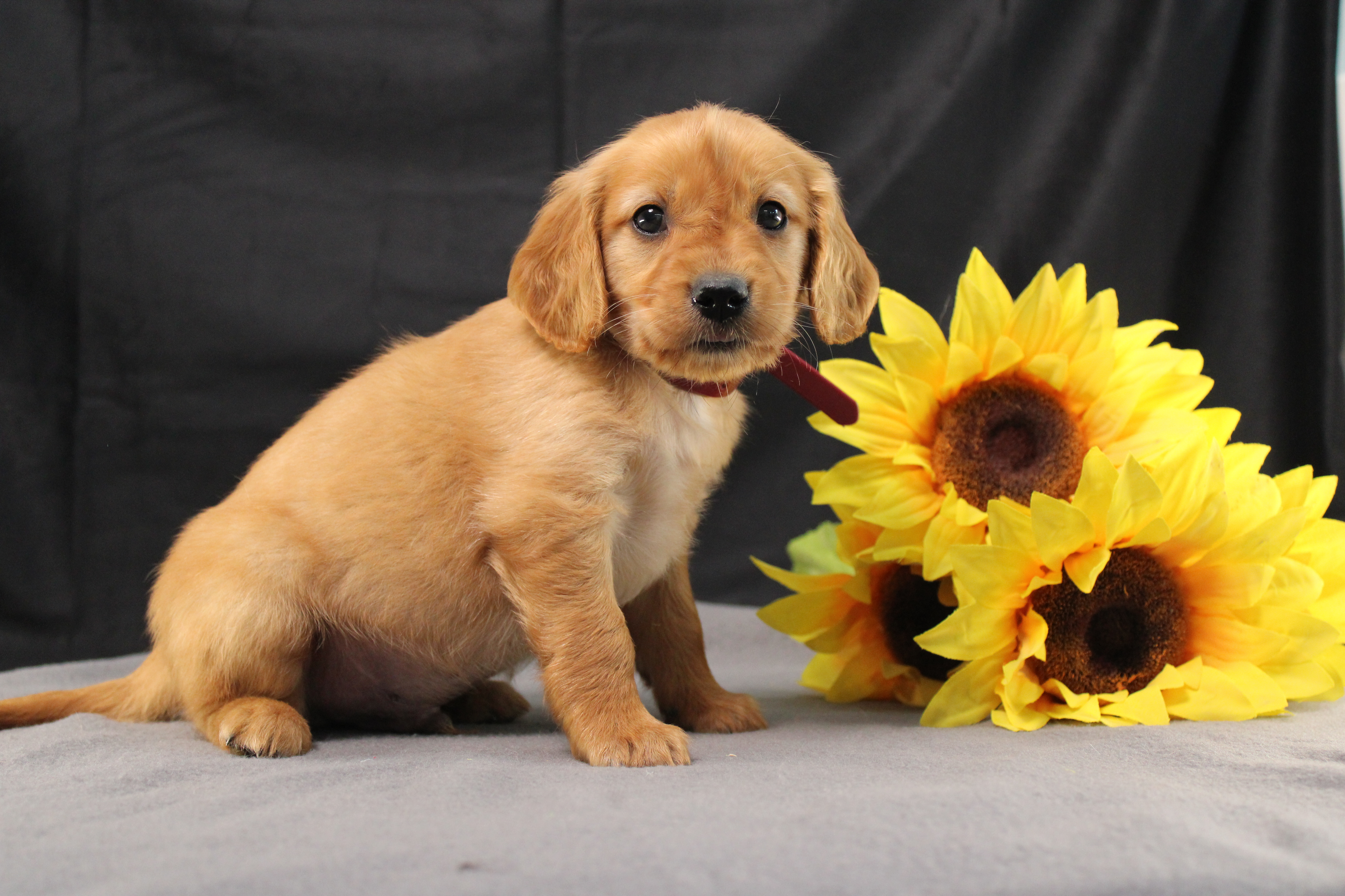 puppy, for, sale, Miniature Golden Retriever, Ivan J. Stoltzfus, dog, breeder, Dornsife, PA, dog-breeder, puppy-for-sale, forsale, nearby, find, puppyfind, locator, puppylocator, aca